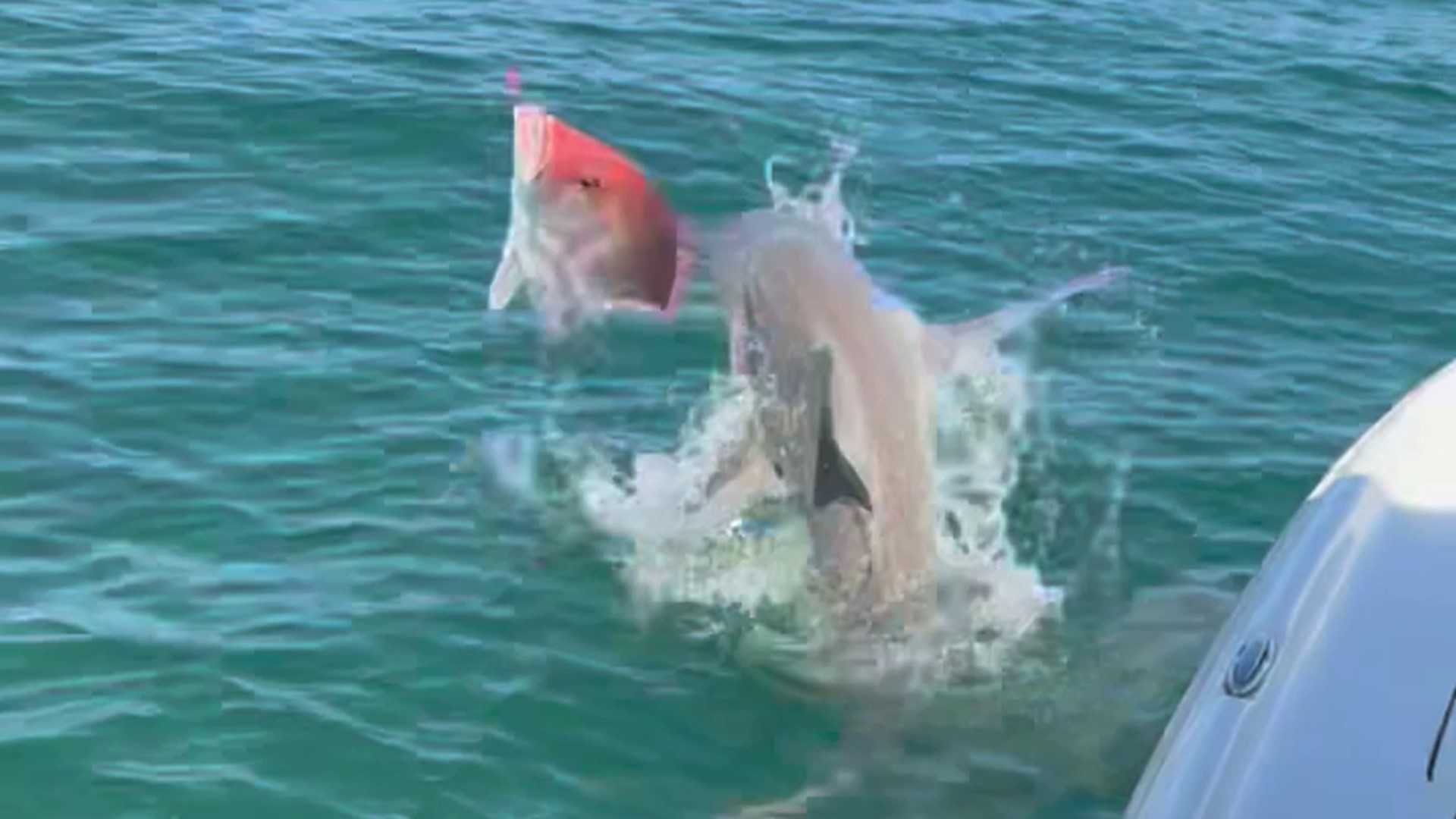 Jamie Glasner was on a charter fishing expedition with his company Fin and Fly when a swarm of sandbar sharks stole a catch of red snapper from one of his customers.