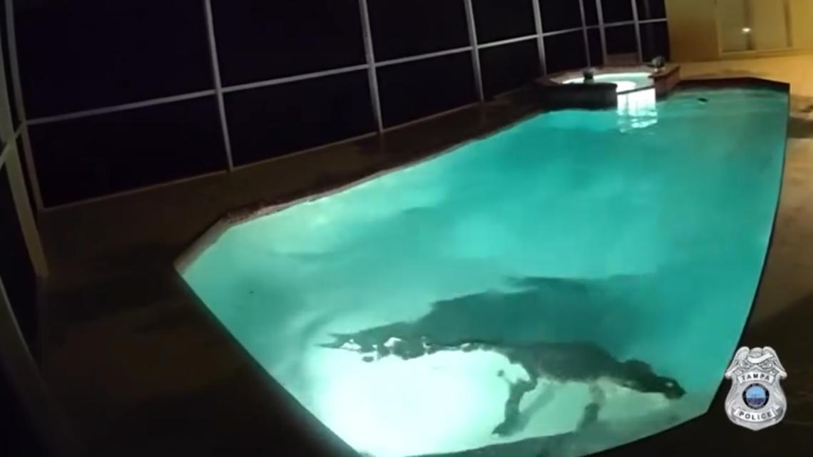 Alligator intruder caught on video after breaking into family's pool in Florida