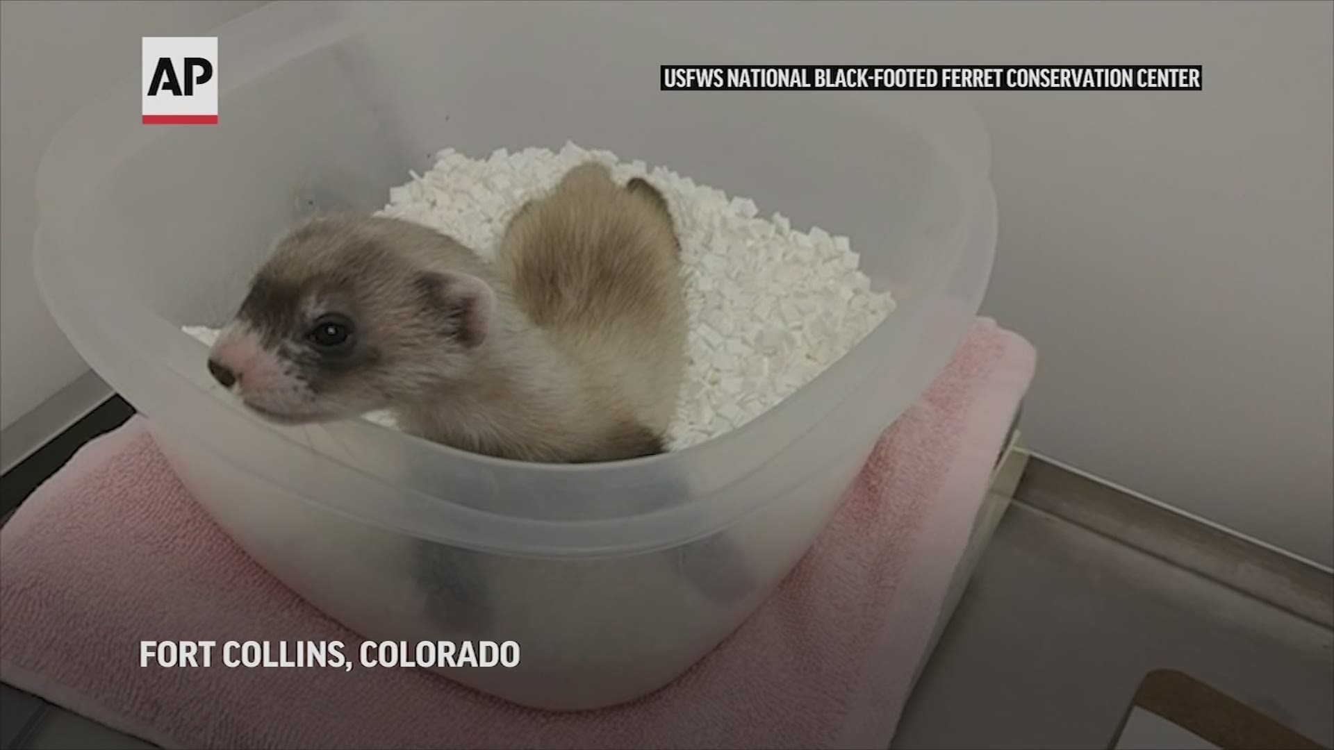 Scientists have cloned the first U.S. endangered species, a black-footed ferret duplicated from the genes of an animal that died over 30 years ago.