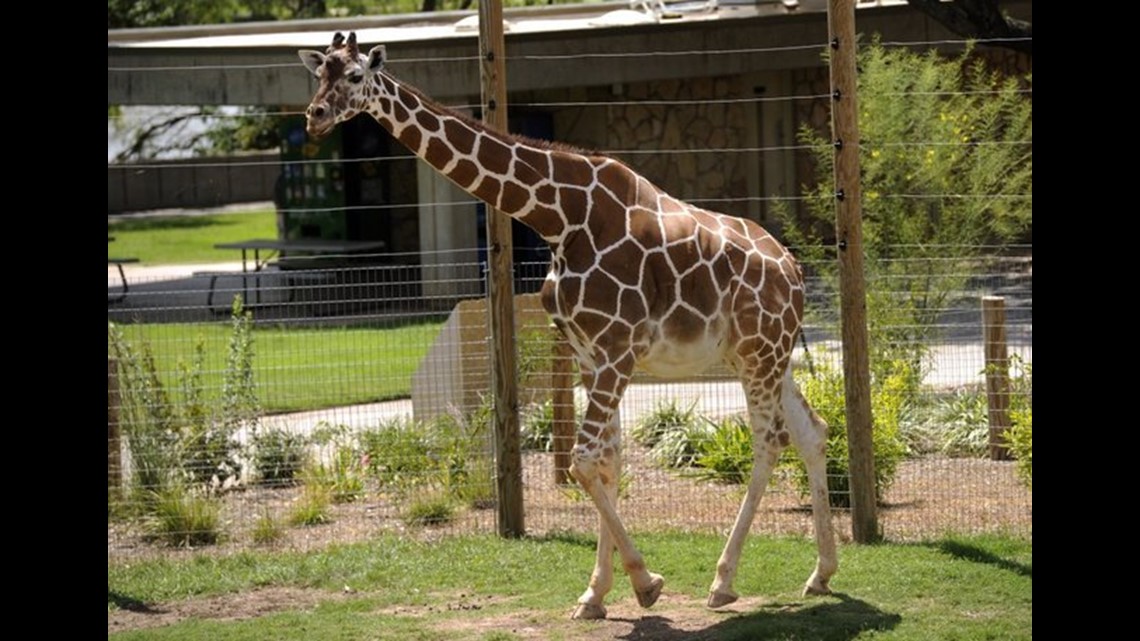 Giraffe at zoo set to give birth at any time | wkyc.com