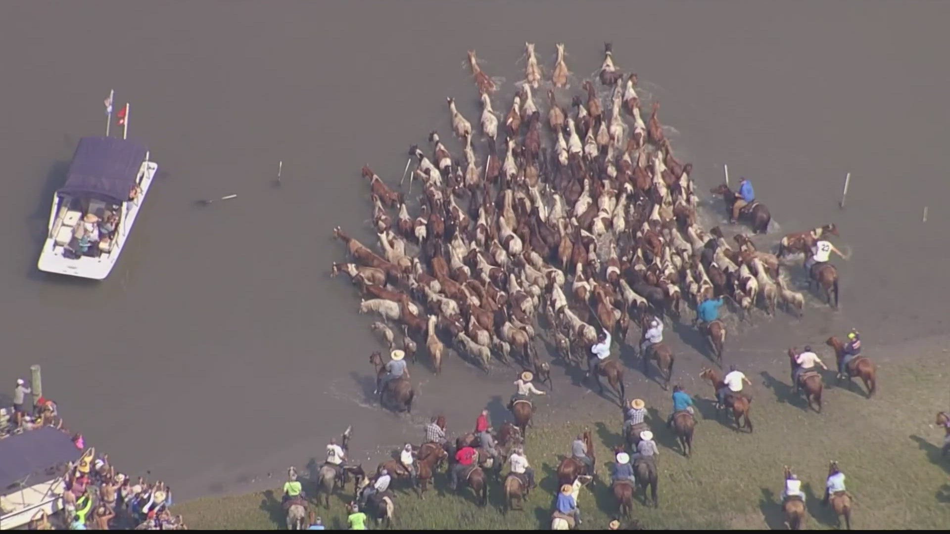 Wild ponies charging into the Assateague Channel -- to make the crossing to Chincoteague Island.