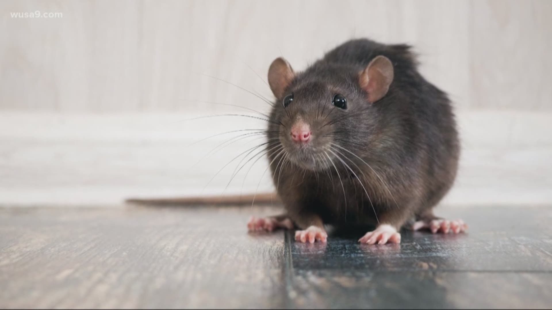 Here's something you probably haven't heard today -- The President isn't living a rat-free home. Mike Valerio did some digging to find out how many times pest control has paid a visit to the White House. We also asked how much the White House spends every year on its pest problem. A spokesperson for the General Services Administration said they are in the process of getting us that number.