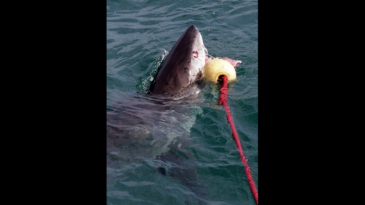 LaSharkHunter catches large Dusky Shark using Penn Senator 14/0 