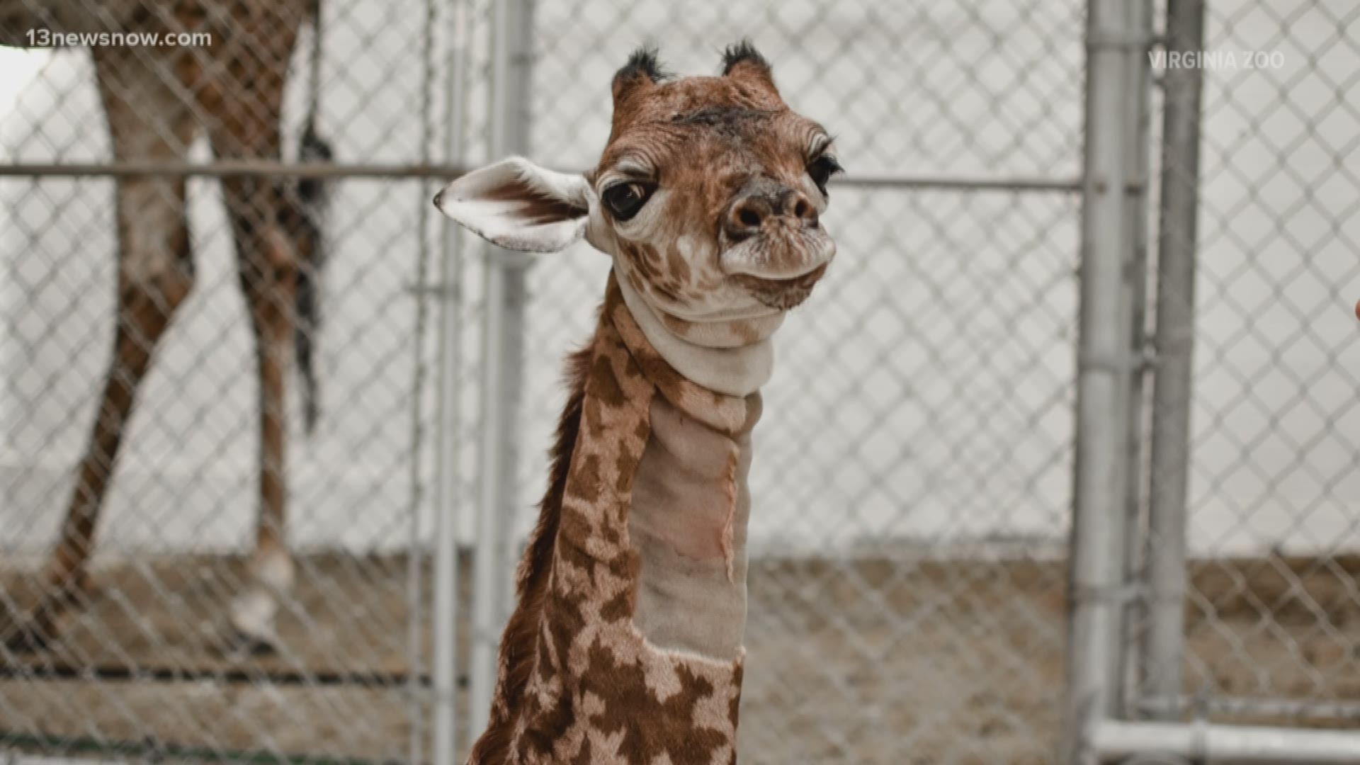 Check out the newest cutie at the Virginia Zoo!