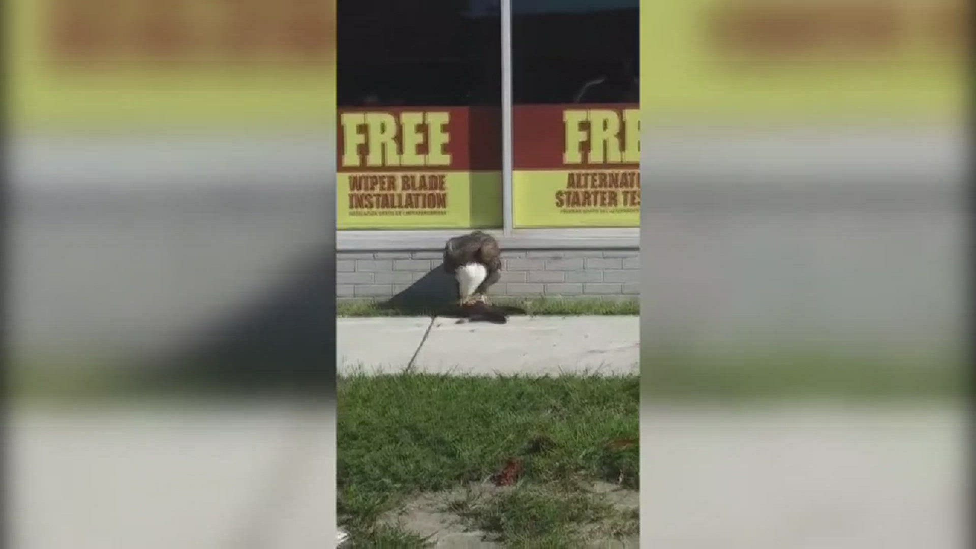 Video capturing a bald eagle eating a cat at an Advance Auto store in Norfolk has gone viral on Facebook.