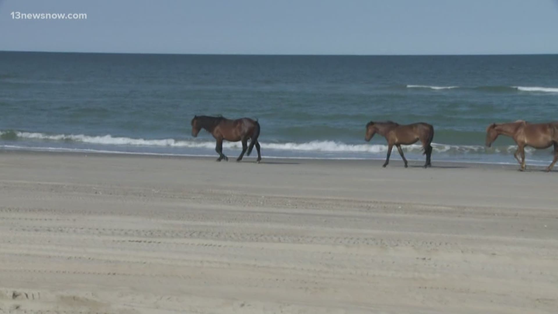 Officials Find Wild Horse Hit By Vehicle In Corolla Wkyc Com
