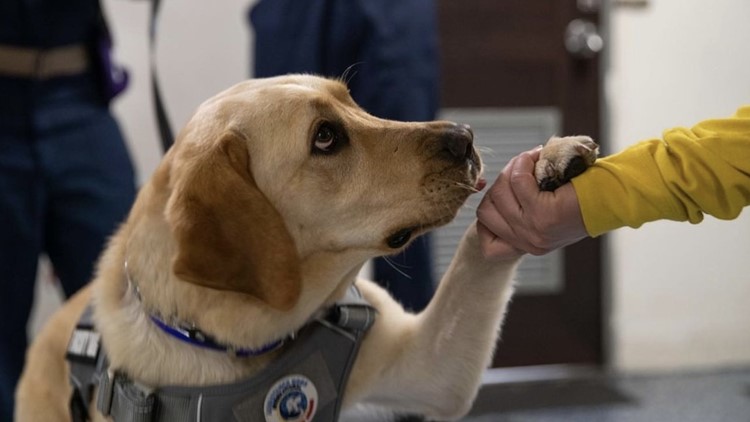 Gerald R. Ford is first U.S. Navy ship with canine helping sailors deal with stress during deployment