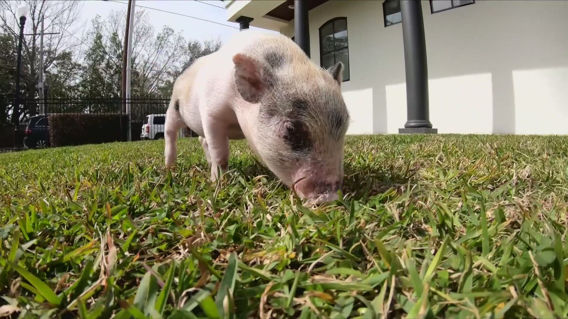 Rescued piglet finds a new home(02)
