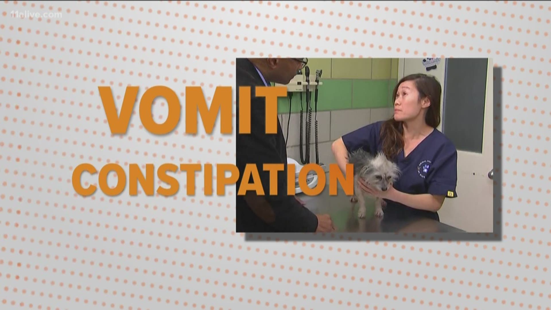 recalled dry dog food