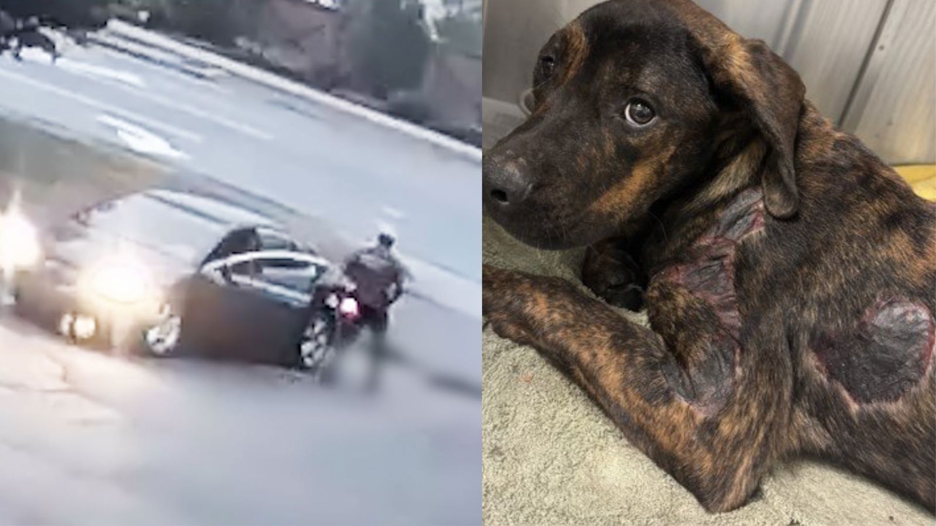 One dog is dead, and another is recovering after being dragged behind a car near Lithonia in September.