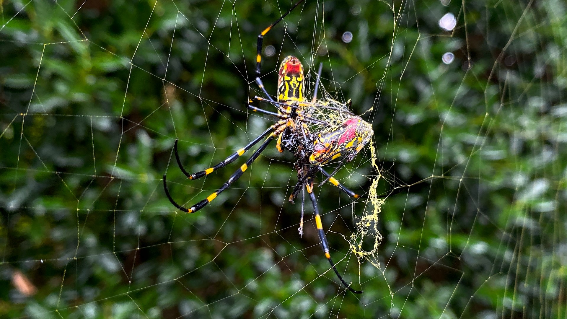 Where Do Spiders Go in the Winter? Experts Explain How They Survive