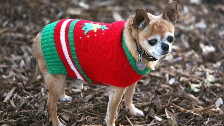 Winter clothes for dogs? Here's what a pet expert has to say