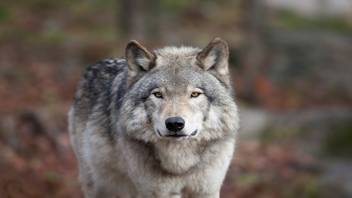 DNR: Gray wolf shot, killed in Calhoun County
