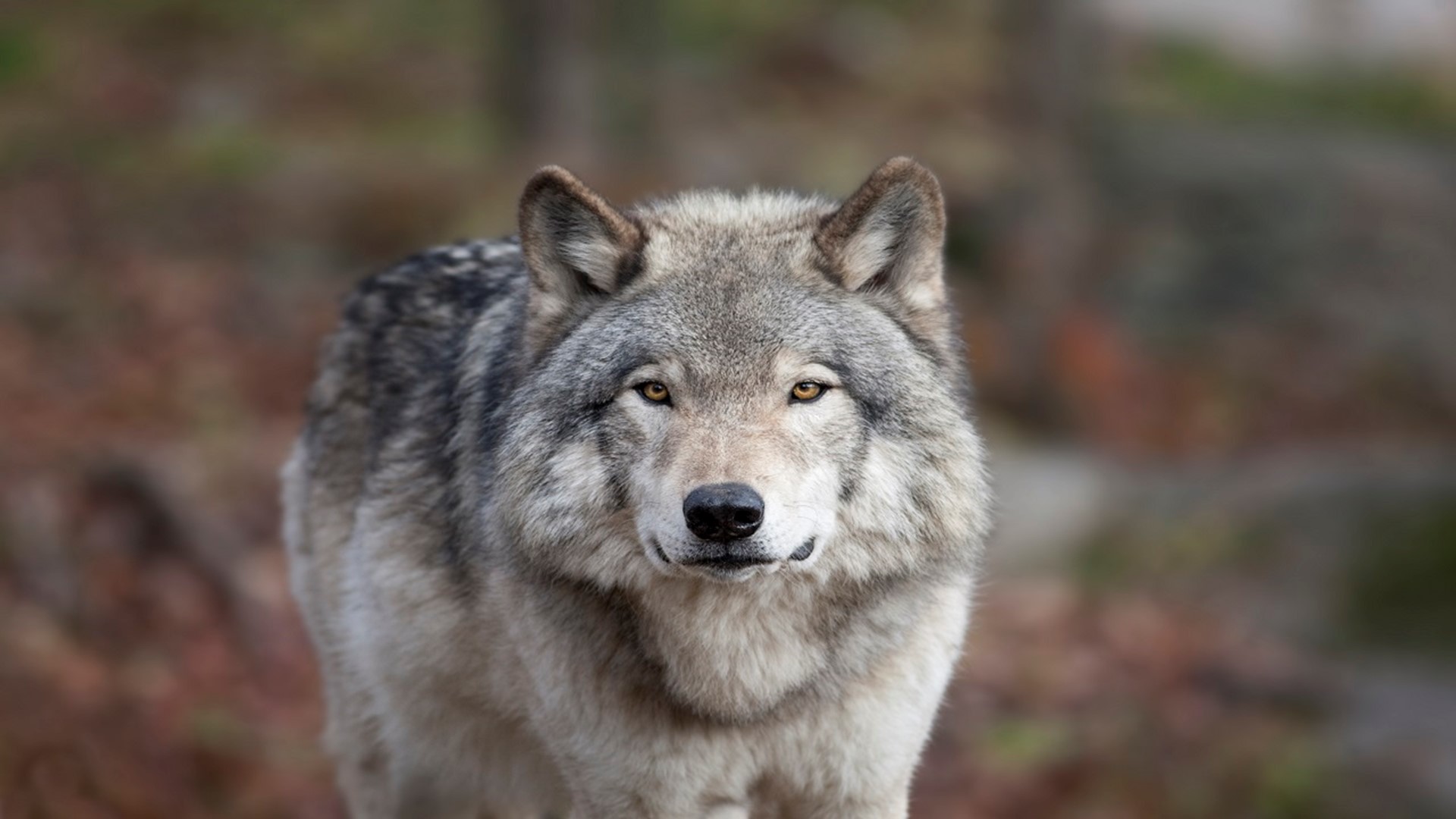 West Michigan hunter kills gray wolf; DNR investigating | wkyc.com