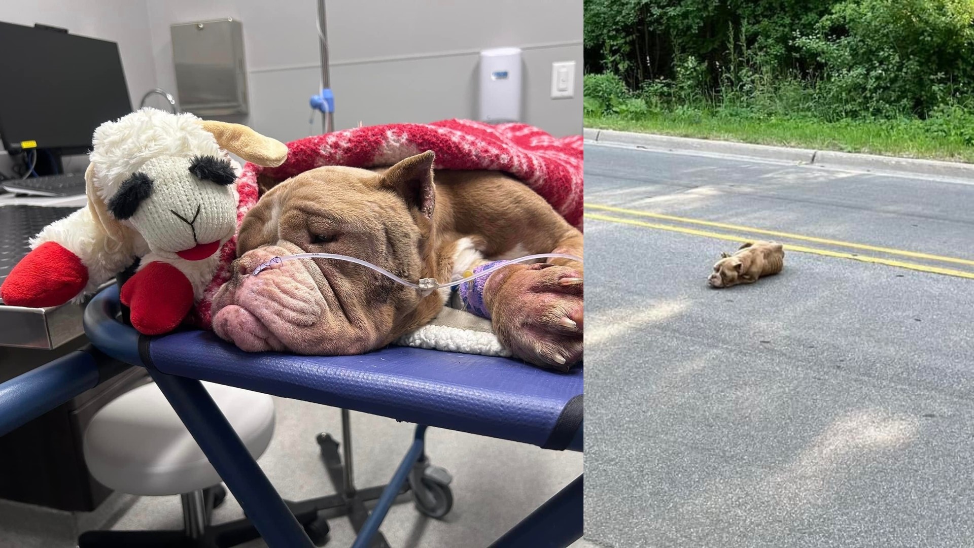 Staff at an animal hospital suspect Hope was used a breeding dog, as it looks as though she had a lot of litters, and then was dumped.