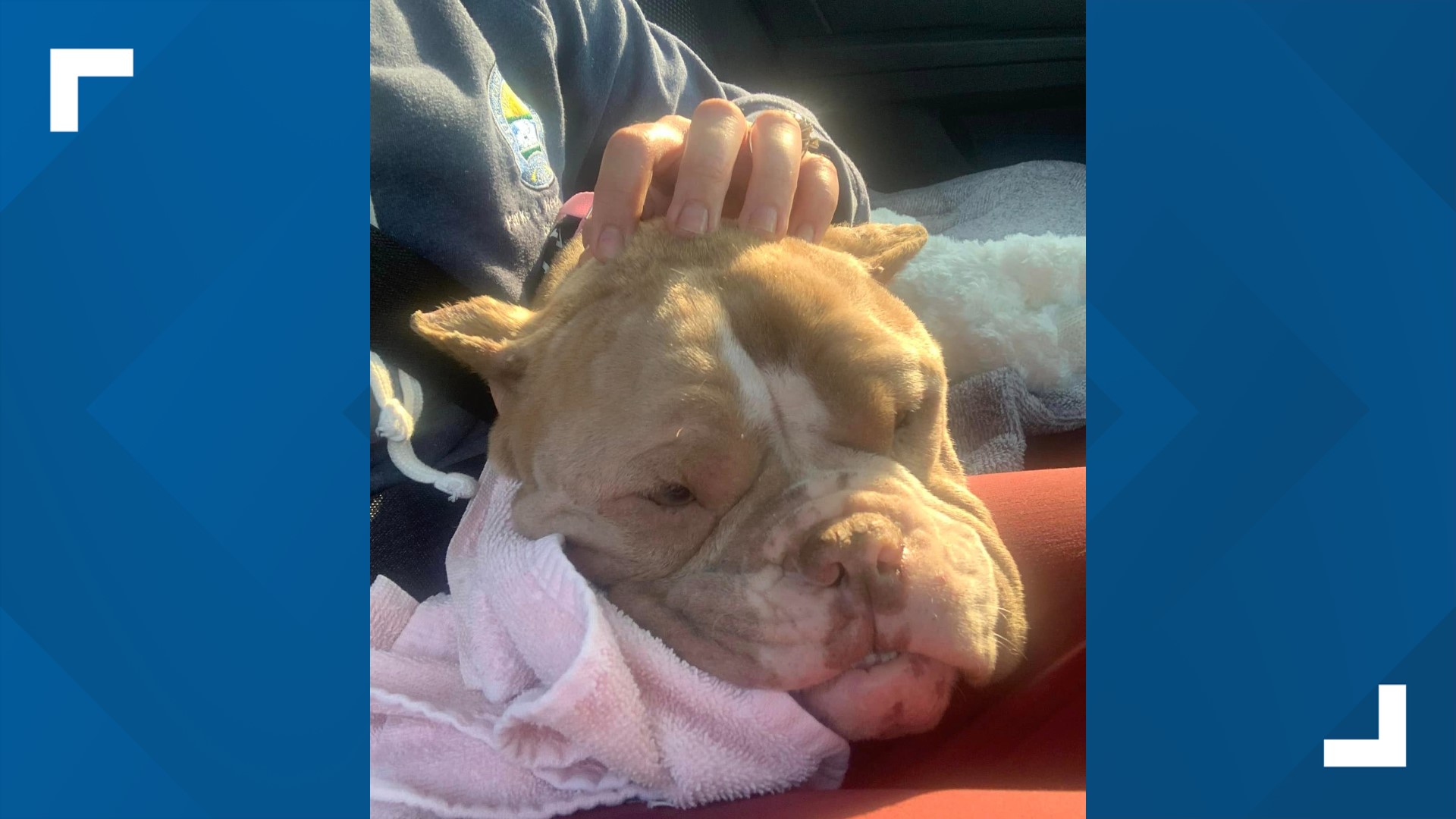 Dog found starved, abandoned headed to new home | wkyc.com