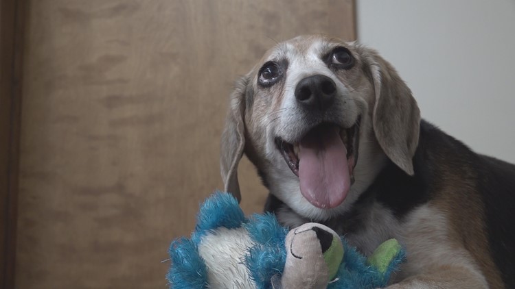 'It was life changing for him': Beagle rescued in Michigan sheds 40 pounds since adoption