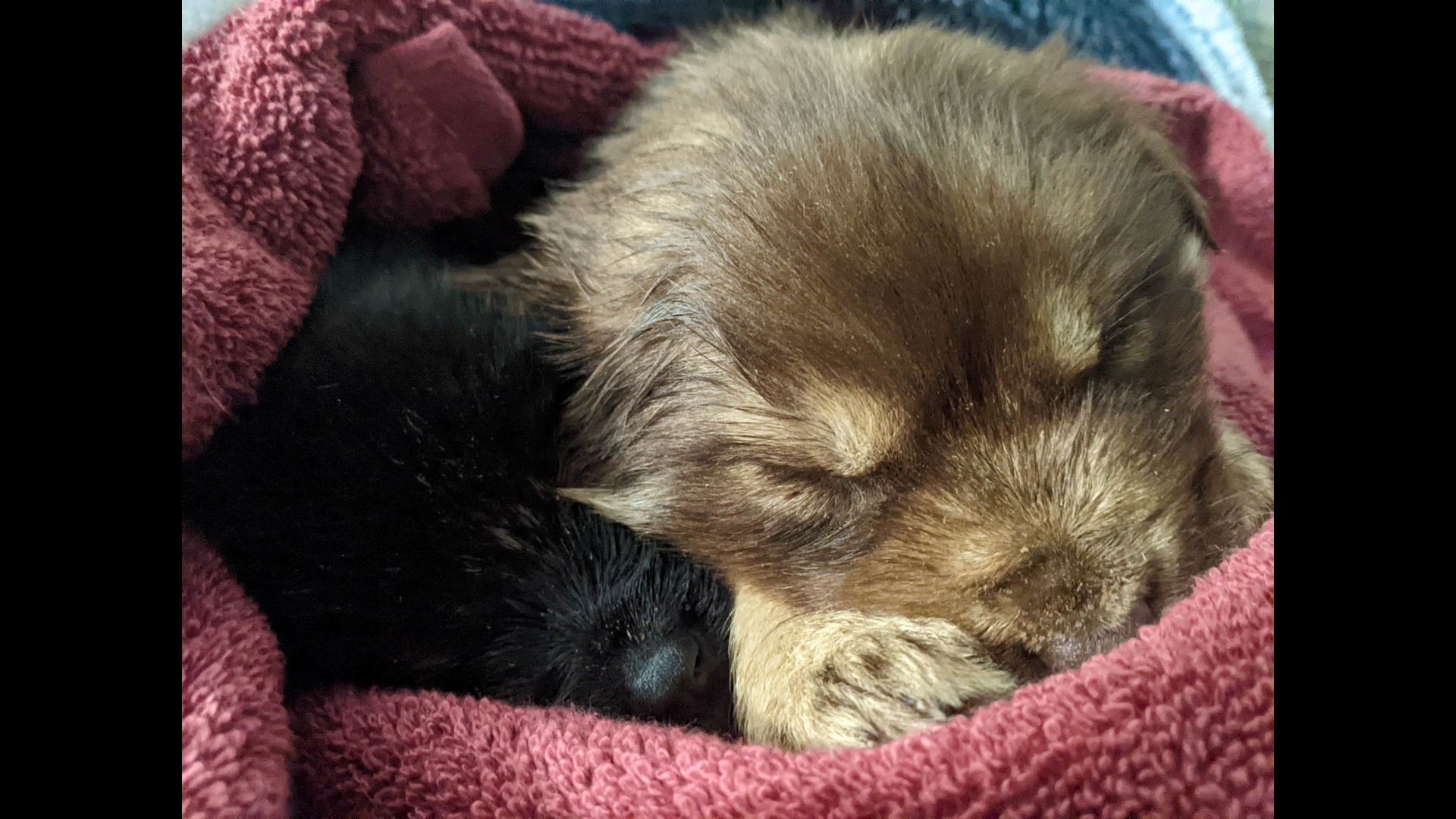 The Ottawa County Sheriff's Office said they have no leads right now as to who left a box of eight puppies on the side of the road in Holland Township